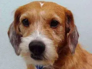 Cachorro raça SRD idade 3 anos nome Dylan