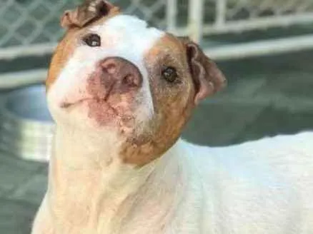 Cachorro ra a Pit bull idade 5 anos nome Bosco