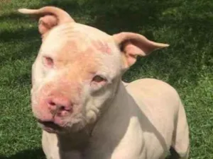 Cachorro raça Pit bull idade 5 anos nome Bela