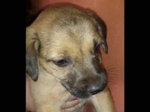 Cachorro raça Não definida idade 2 a 6 meses nome Definir