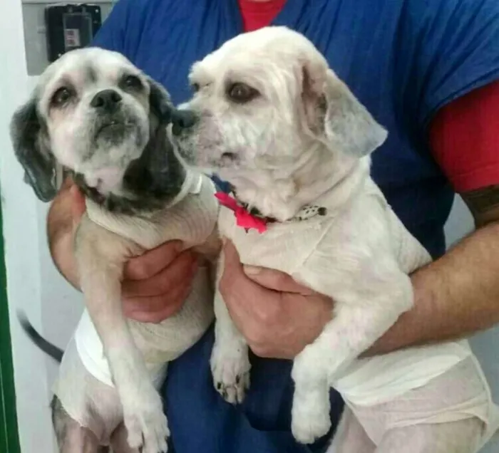 Cachorro ra a Lhasa Apso  idade 2 anos nome Bella e Lara 