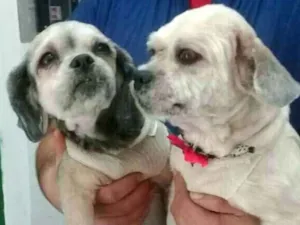 Cachorro raça Lhasa Apso  idade 2 anos nome Bella e Lara 