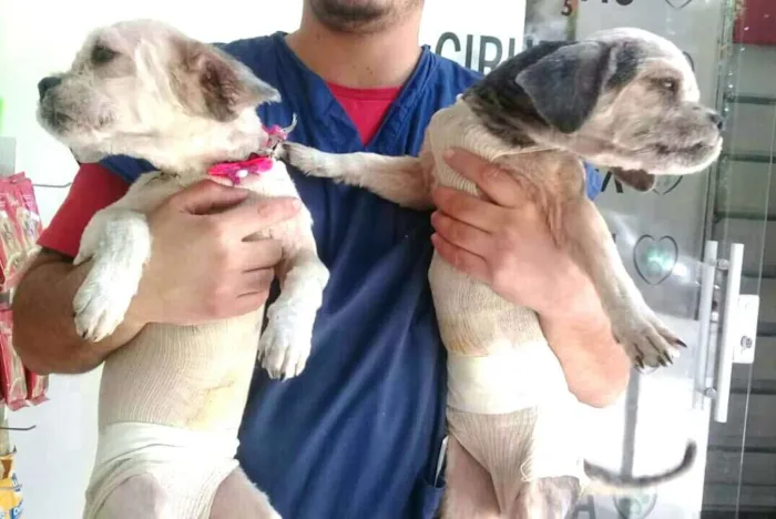Cachorro ra a Lhasa Apso  idade 2 anos nome Bella e Lara 