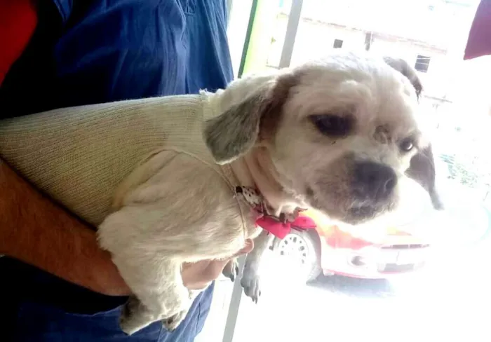 Cachorro ra a Lhasa Apso  idade 2 anos nome Bella e Lara 