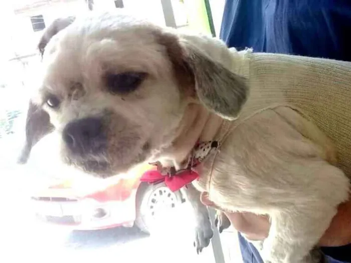 Cachorro ra a Lhasa Apso  idade 2 anos nome Bella e Lara 