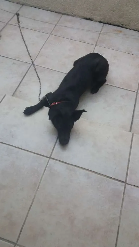 Cachorro ra a Misturada  idade 1 ano nome Latica