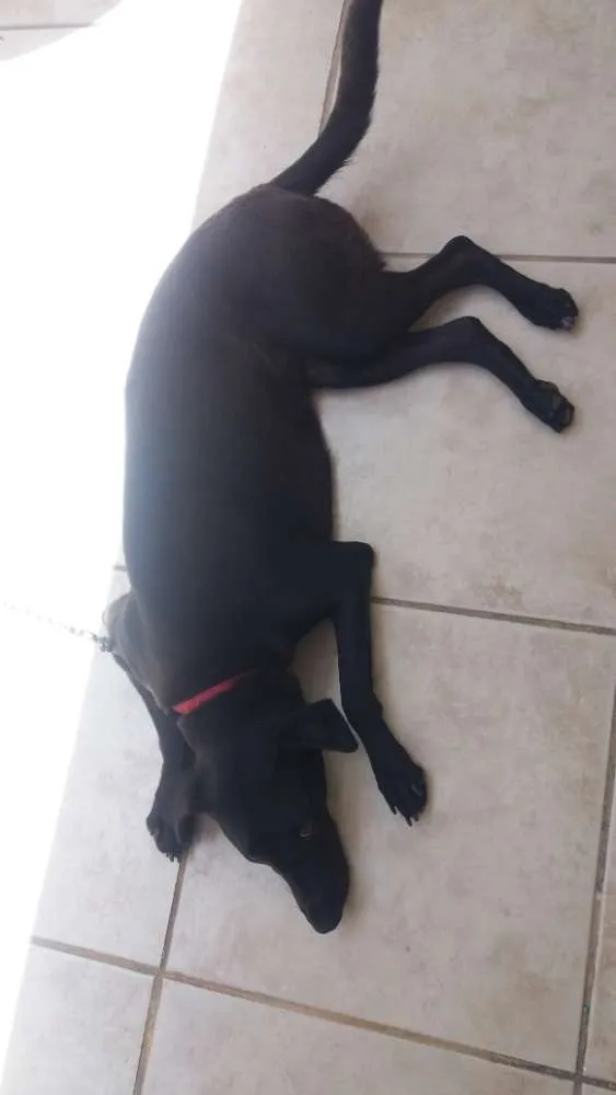 Cachorro ra a Misturada  idade 1 ano nome Latica