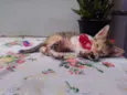 Mimi