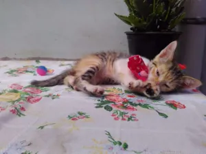 Gato raça SRD idade 2 a 6 meses nome Mimi