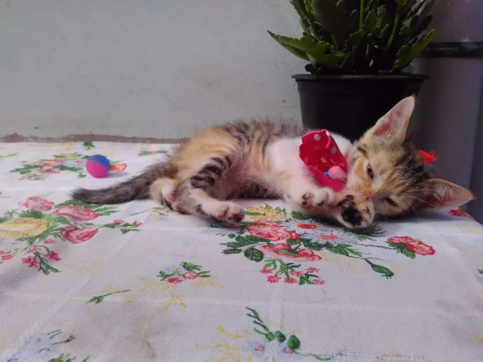 Gato ra a SRD idade 2 a 6 meses nome Mimi