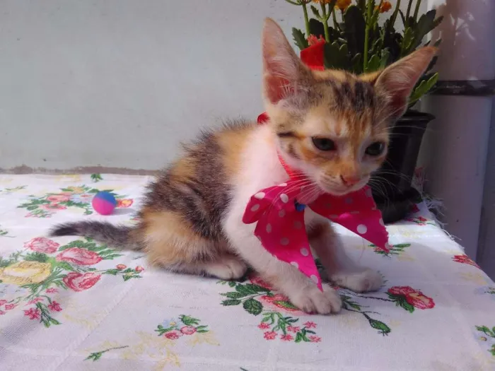 Gato ra a SRD idade 2 a 6 meses nome Mimi