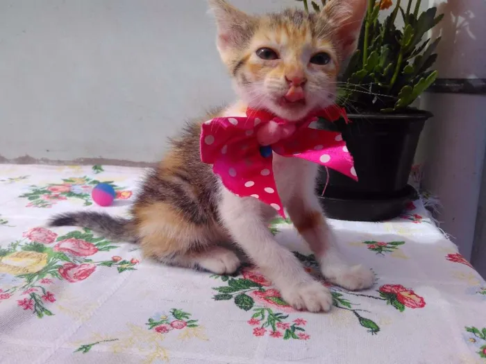 Gato ra a SRD idade 2 a 6 meses nome Mimi
