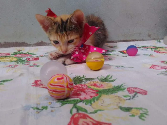 Gato ra a SRD idade 2 a 6 meses nome Mimi