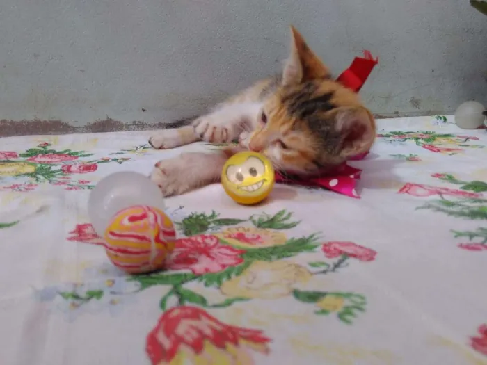 Gato ra a SRD idade 2 a 6 meses nome Mimi