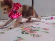 Mimi