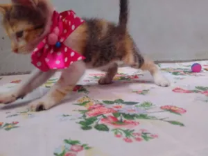 Gato raça SRD idade 2 a 6 meses nome Mimi