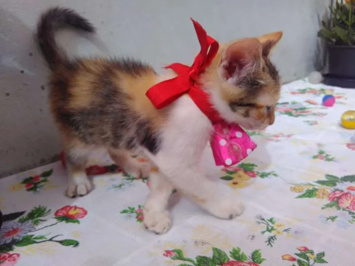 Gato ra a SRD idade 2 a 6 meses nome Mimi