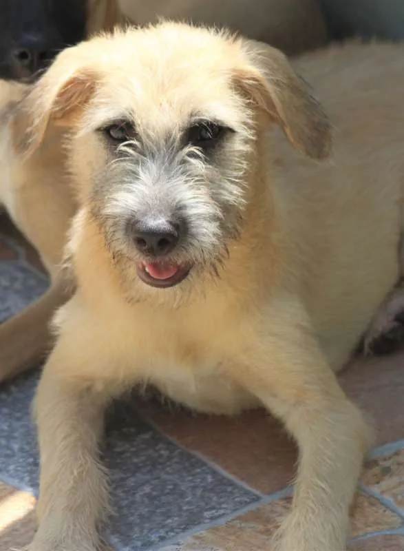 Cachorro ra a  idade 2 a 6 meses nome Pepita Filhote