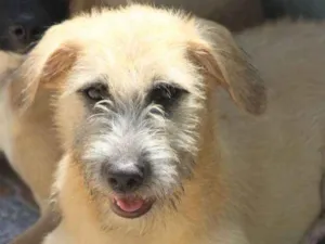 Cachorro raça  idade 2 a 6 meses nome Pepita Filhote