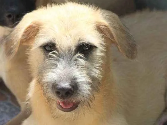 Cachorro ra a  idade 2 a 6 meses nome Pepita Filhote