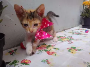 Gato raça SRD idade 2 a 6 meses nome Mimi