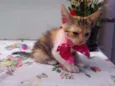 Mimi