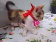 Mimi