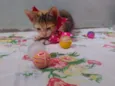 Mimi
