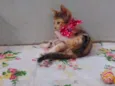 Mimi