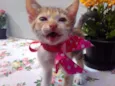 Mimi