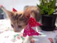 Mimi