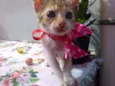 Mimi