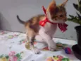 Mimi