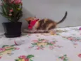 Mimi