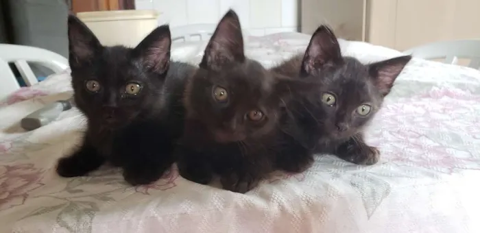 Gato raça Vira latas  idade 2 a 6 meses nome Viúva, Batman e Pant