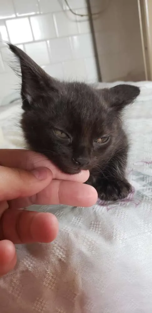 Gato raça Vira latas  idade 2 a 6 meses nome Viúva, Batman e Pant