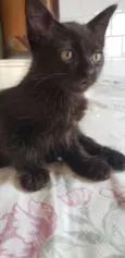 Viúva, Batman e Pant