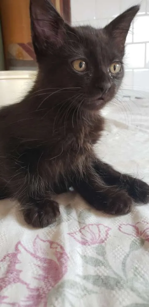 Gato raça Vira latas  idade 2 a 6 meses nome Viúva, Batman e Pant