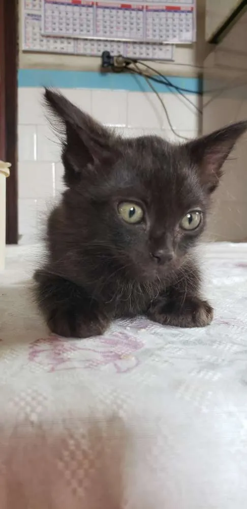Gato raça Vira latas  idade 2 a 6 meses nome Viúva, Batman e Pant