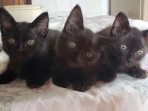 Gato raça Vira latas  idade 2 a 6 meses nome Viúva, Batman e Pant