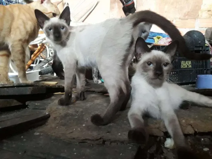 Gato ra a  idade 2 a 6 meses nome cebolinhacravo lord