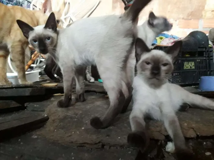 Gato ra a  idade 2 a 6 meses nome cebolinhacravo lord