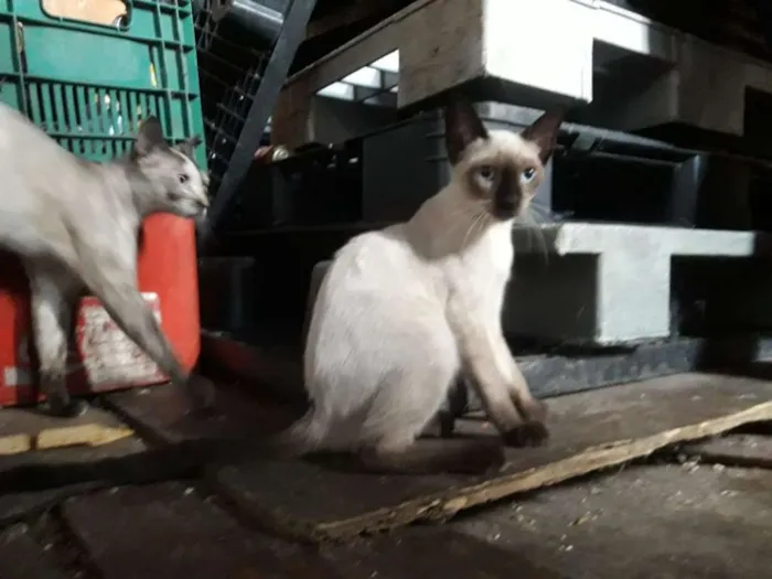 Gato ra a  idade 2 a 6 meses nome cebolinhacravo lord
