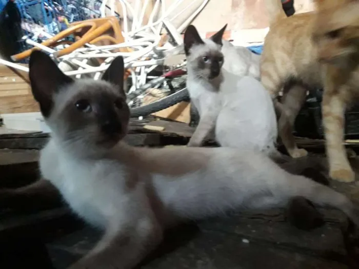 Gato ra a  idade 2 a 6 meses nome cebolinhacravo lord
