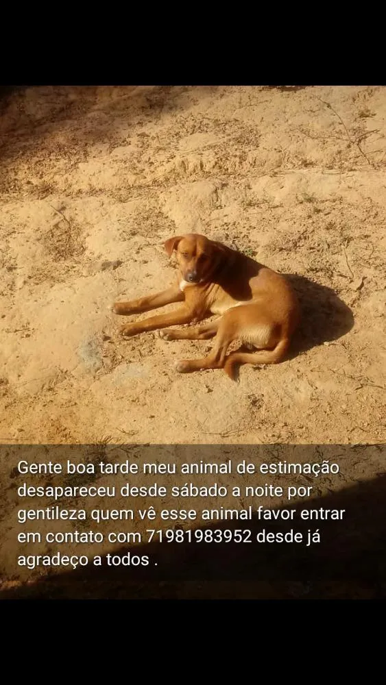 Cachorro raça Desconhecida idade 1 ano nome Manuel