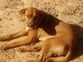 Cachorro raça Desconhecida idade 1 ano nome Manuel