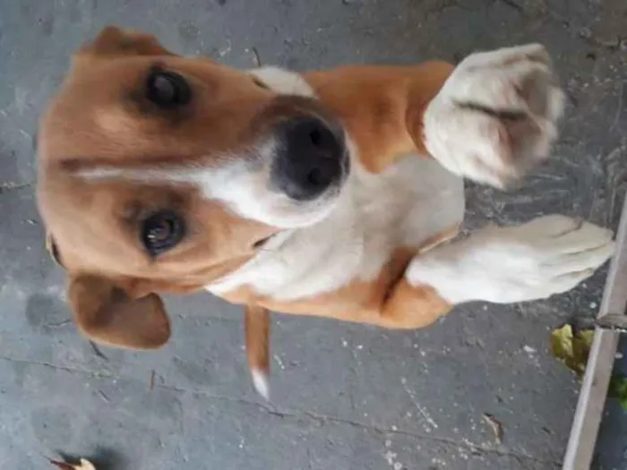 Cachorro ra a Indefinida idade 1 ano nome Estrela 