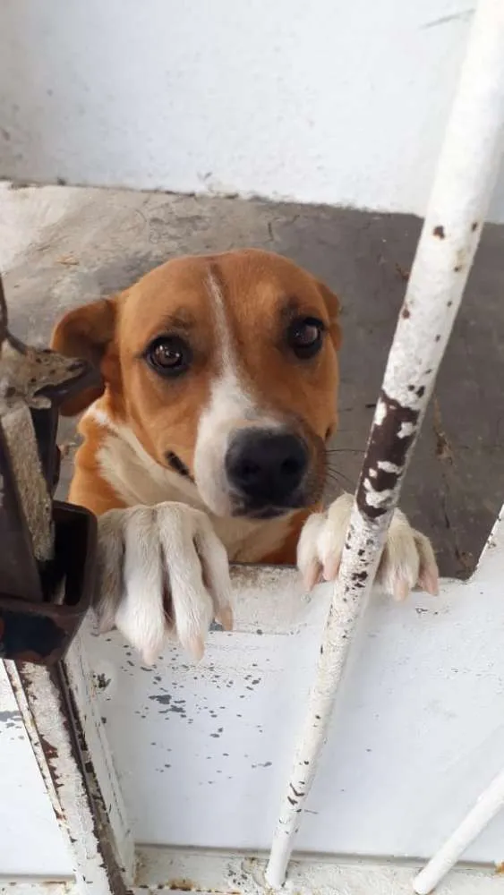 Cachorro ra a Indefinida idade 1 ano nome Estrela 