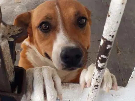 Cachorro ra a Indefinida idade 1 ano nome Estrela 