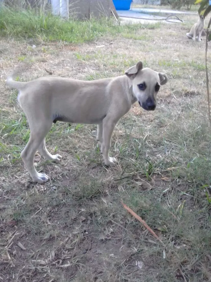 Cachorro ra a Viralata idade 2 a 6 meses nome Dumbo